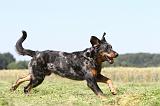 BEAUCERON 440